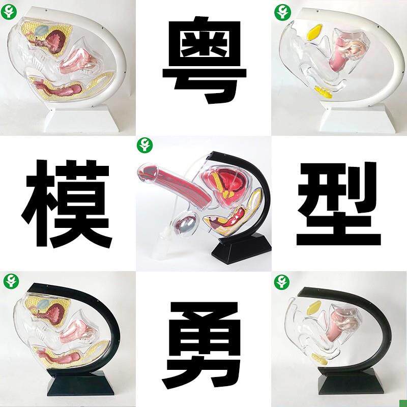 人体透明子宫模型可视女性生殖y解剖模型计划生育展示用品科普教