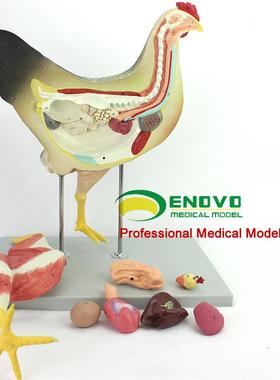 ENOVO正品鸡解剖模r型牧器官内脏肌肉神经家禽畜兽医学习动物解剖