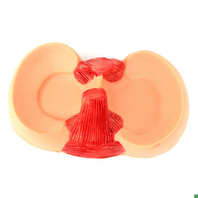 ENOVO颐诺膝关节关节半月板缝合模型关K节镜微创膝盖半月板手术