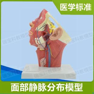 面部静脉分布模型j颈部肌肉血管神经美容整形解剖教学局部麻醉教