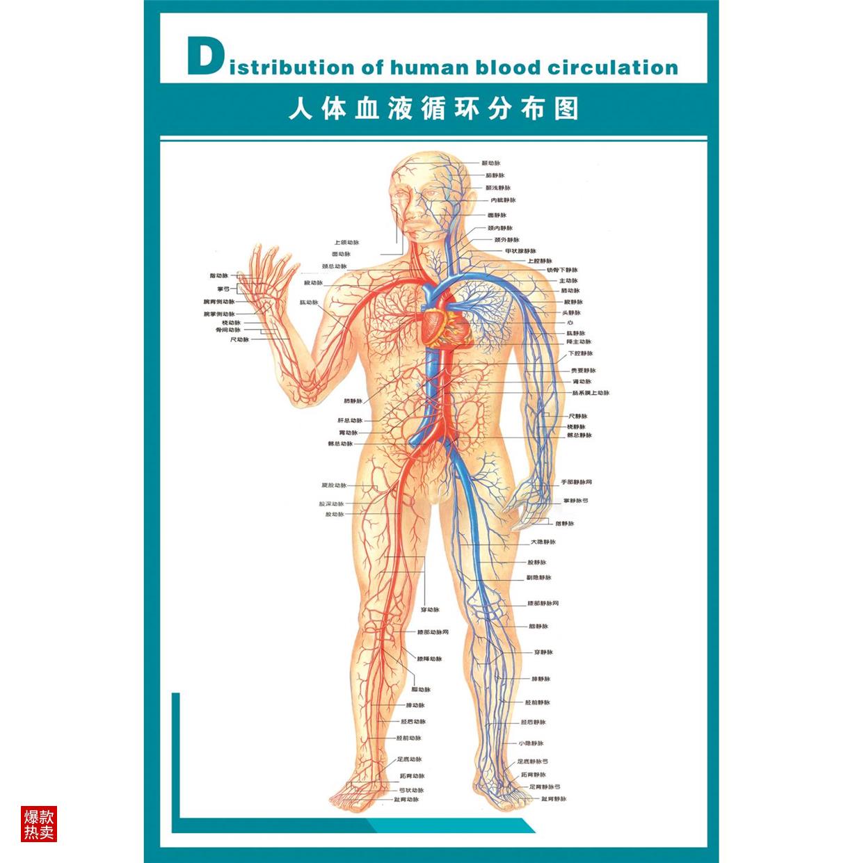 人体血管血液循环分布图墙贴展板 医院人体解剖海报 医学知识挂图