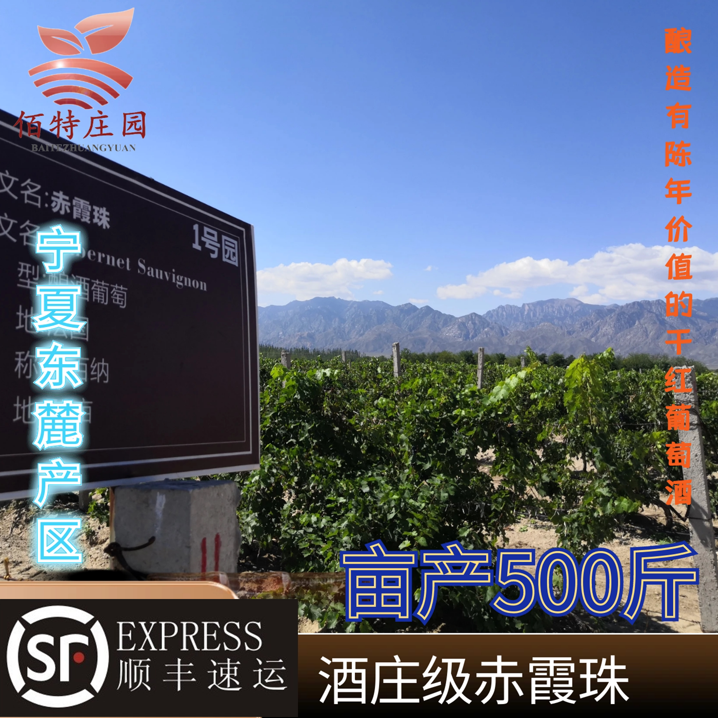 宁夏酒庄级新鲜赤霞珠现摘现发酿酒葡萄新鲜20斤赤霞珠晚熟马瑟兰