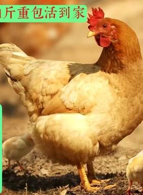 0.8-1斤左右正宗纯种河田鸡长汀福建小鸡苗脱温鸡小鸡仔宠物鸡