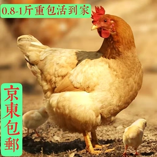 0.8-1斤左右正宗纯种河田鸡长汀福建小鸡苗脱温鸡小鸡仔宠物鸡