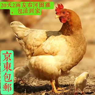 二十天左右正宗纯种河田鸡长汀福建小鸡苗脱温鸡小鸡仔宠物鸡