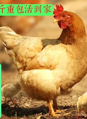 1.3-1.5斤左右正宗纯种河田鸡长汀福建小鸡苗脱温鸡小鸡仔宠物鸡