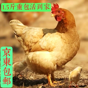 1.3-1.5斤左右正宗纯种河田鸡长汀福建小鸡苗脱温鸡小鸡仔宠物鸡