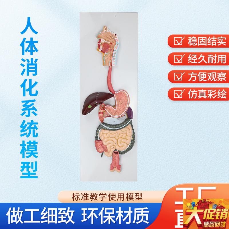 人体消化系统模型 消n化道胃剖面 鼻咽喉 胃解剖模型肛肠科大小肠