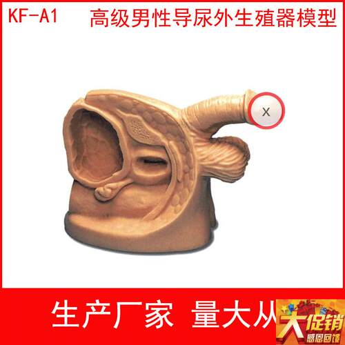 男性女性外生殖器模型实习护理模型 导尿模型N 生殖器教具导尿练