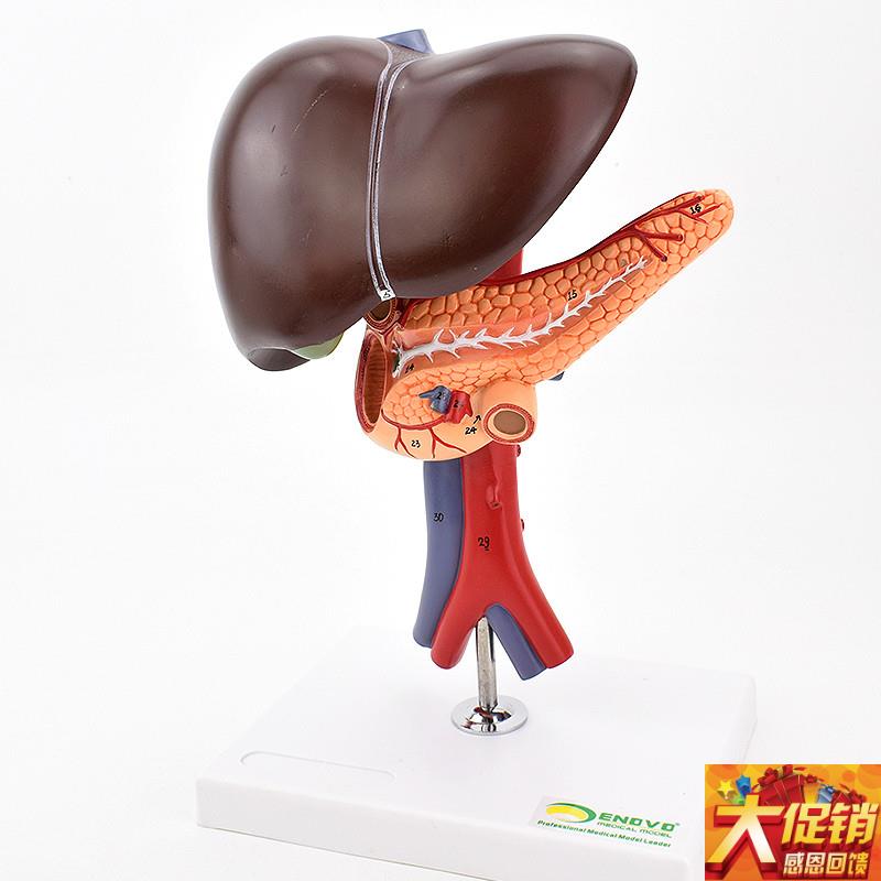 ENOVO颐诺肝胆胰十二指肠解剖腹腔G主动脉静脉模型肝脏胰腺腔镜教