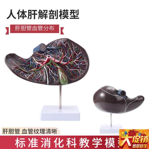 人体肝胆囊血管模型肝脏s解剖模型消化外肝胆科消化系内脏器官构