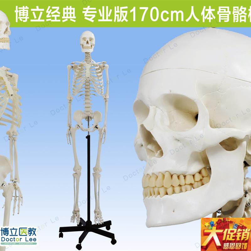 人体医用艺用骨架模型 r正骨骨科 脊椎肌肉脊柱骷髅可拆卸解剖骨