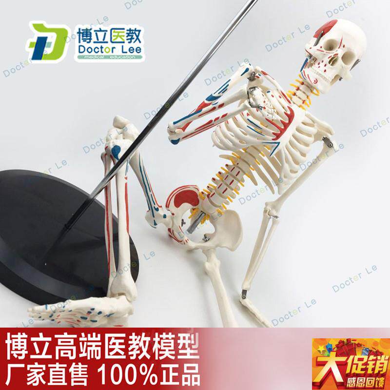 医用教学a85CM人体骨骼模型神经肌肉起止点骨架小针刀脊柱模型