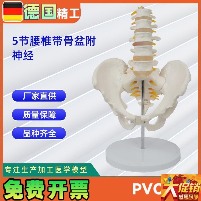 5节腰椎带骨盆附p神经 仿真人体腰椎 教学展示模型