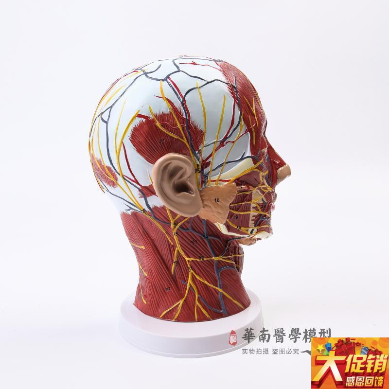 人体头骨带肌肉神经血管模u型型 美容面部神经微整形 医学解剖