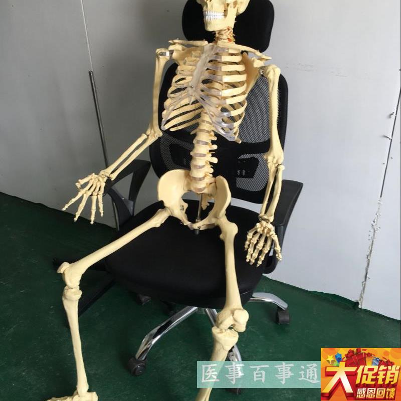 医学专用170cm人体骨骼模型 骷髅骨架标本 骨骼教学模Z型脊椎模型