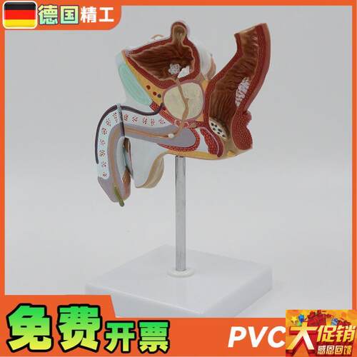 德国】男性生殖系统解剖模型 病理展示教学仪器 1U比1可拆泌尿系