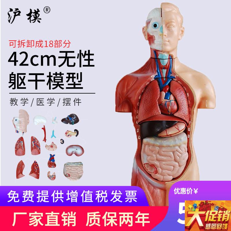 沪模 42cm无性躯干模型可拆分18部件 人体身体器官构G造教学模具