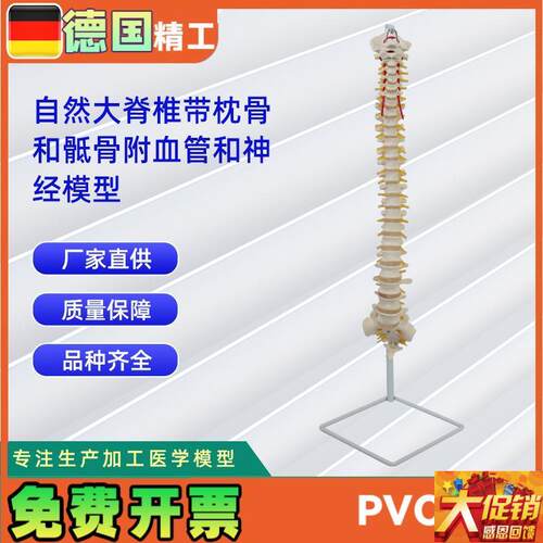人体自然大e脊椎模型合集人体骨骼模型教学演示用品