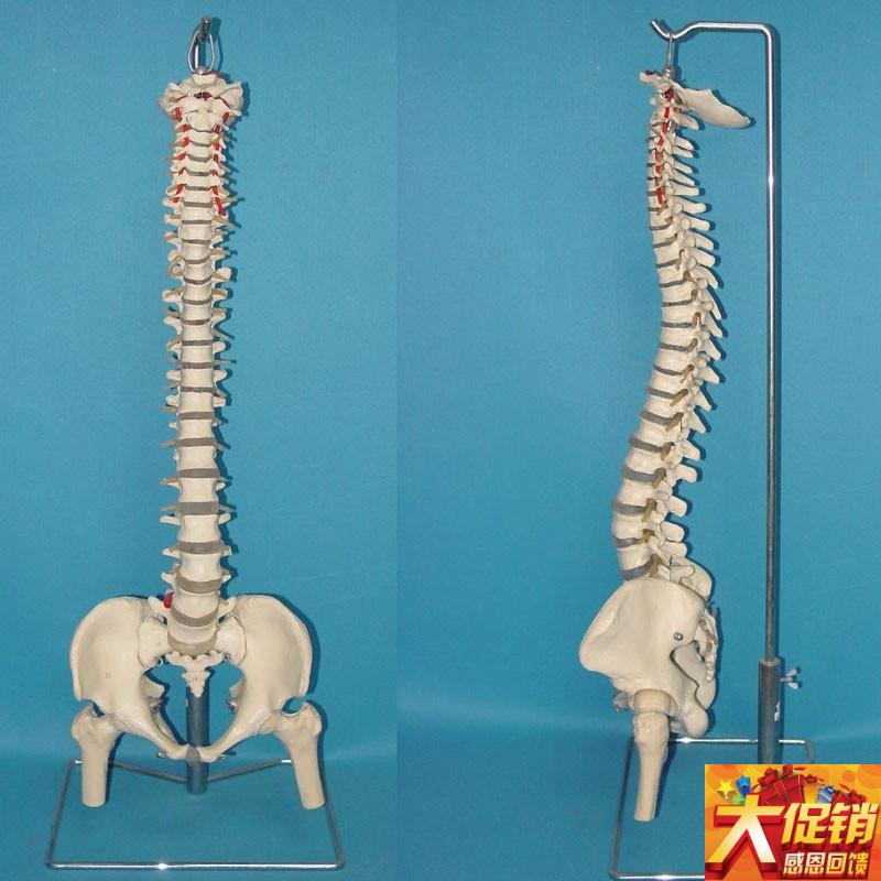 1:1可弯曲脊k椎骨骼模型脊椎骨骼骨架 医用教学讲解展示