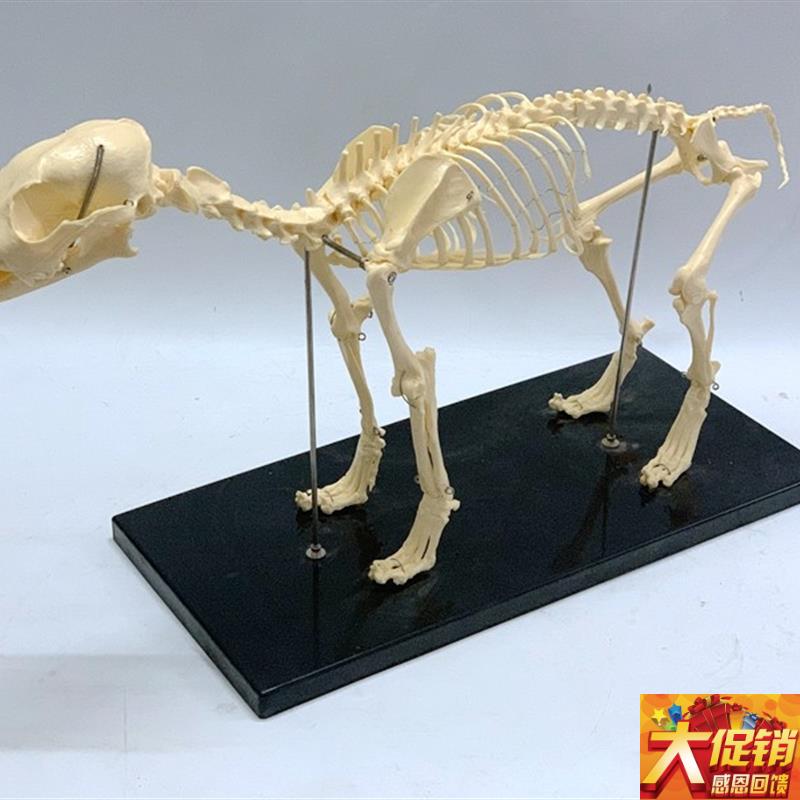 狗骨架动物骨骼犬科犬骨架犬骨骼宠物犬兽医教仪动物Y教学模型优