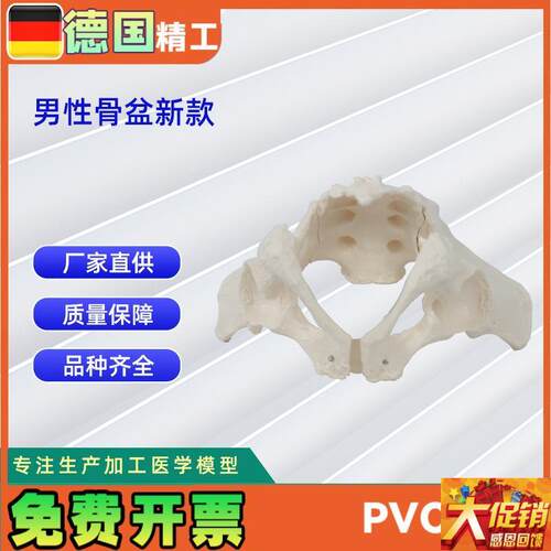 男性骨盆b新款人体骨骼模型骨盆教学模型教具