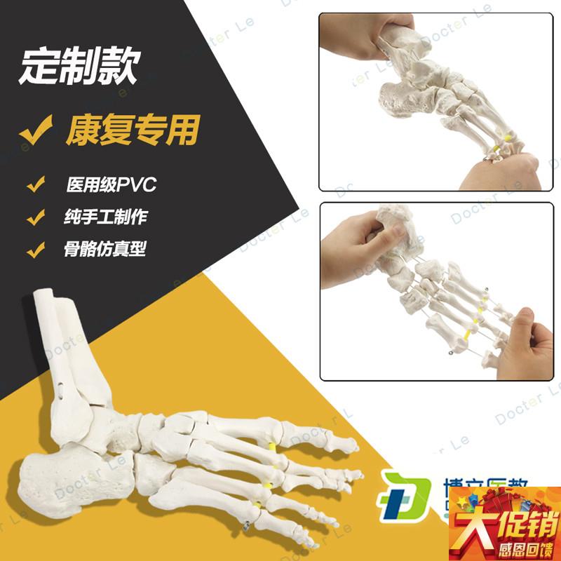 艺用美术高考医用脚关节模型足B踝关节足外科骨科标本骨骼仿真