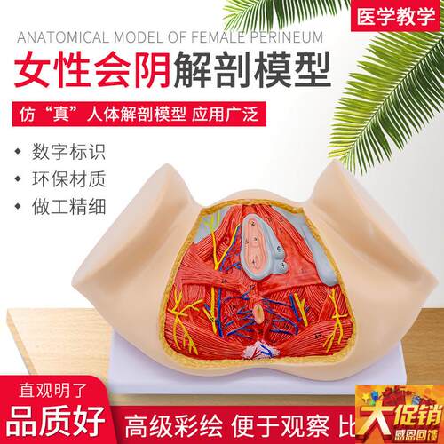 女性会阴模型g 会阴解剖模型 妇科解剖模型 女性生殖器官解剖模型