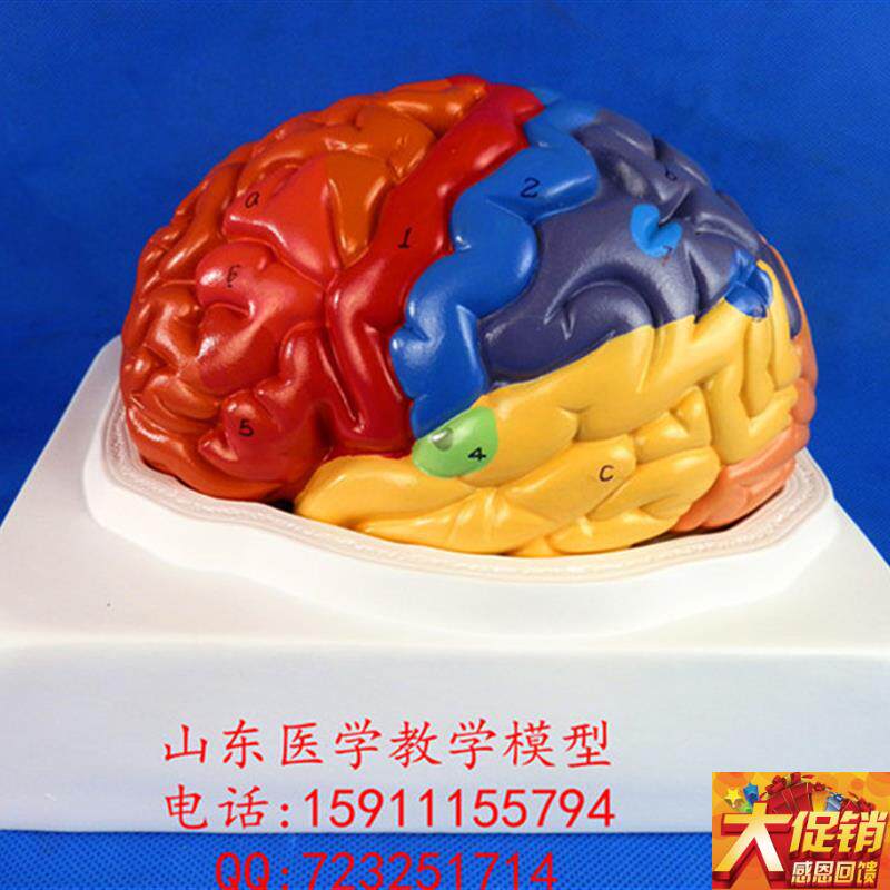 1:1大a脑功能分区模型脑模型医用脑模型皮层分区模型