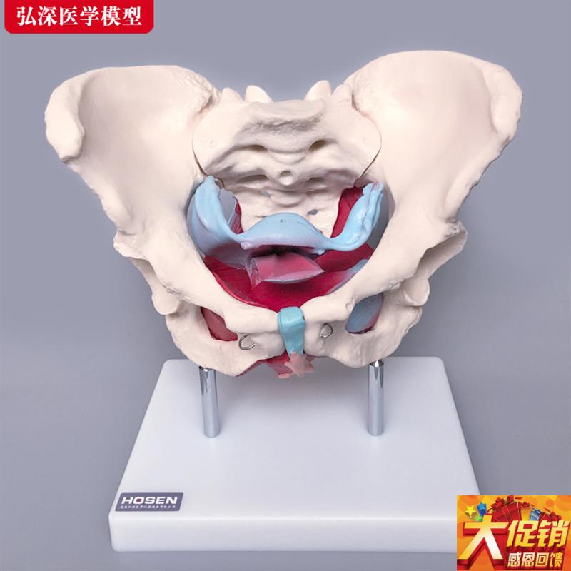女性骨盆附盆底肌肉模型产后盆骨修复月子子宫R妇产科教学模具道