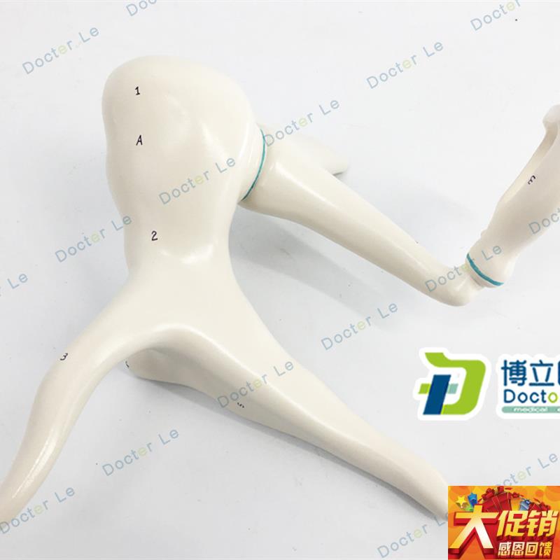 高级进口听e小骨模型放大20倍锤砧镫骨鼓膜张肌解剖放大模型