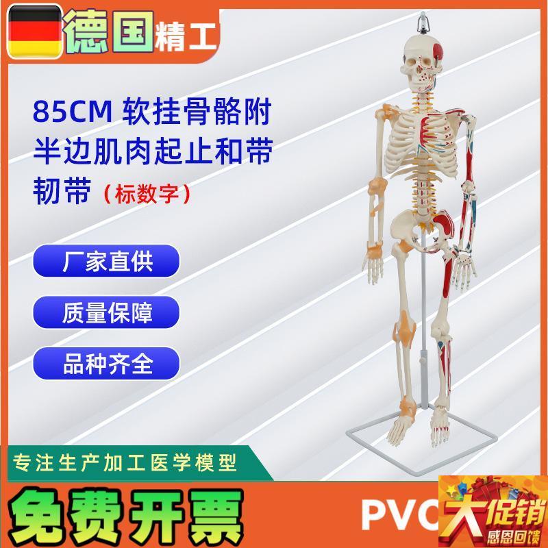 85CM软挂骨骼附半边肌t肉起止标数字和带韧带 医学教学骨骼模型