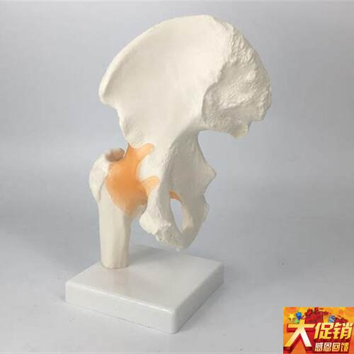 人体髋关节股关节l模型人体骨骼模型运动骨科疼痛科医用教学培训