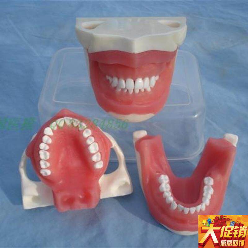 ENOVO颐诺口腔执业p考核拔牙麻醉拔牙模型口腔外科教学实习模型口