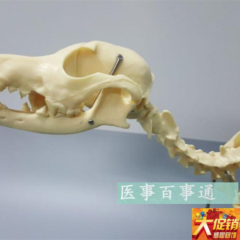 狗骨模型 骨标本 狗解剖 猫狗骨架 犬 犬骨模型 犬骨架. 动物模型