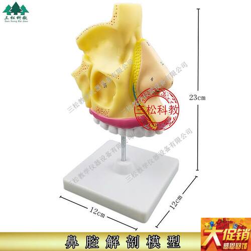 进口鼻腔解剖模型 口腔医r学 鼻子模型 耳鼻喉科模型 人体鼻腔模