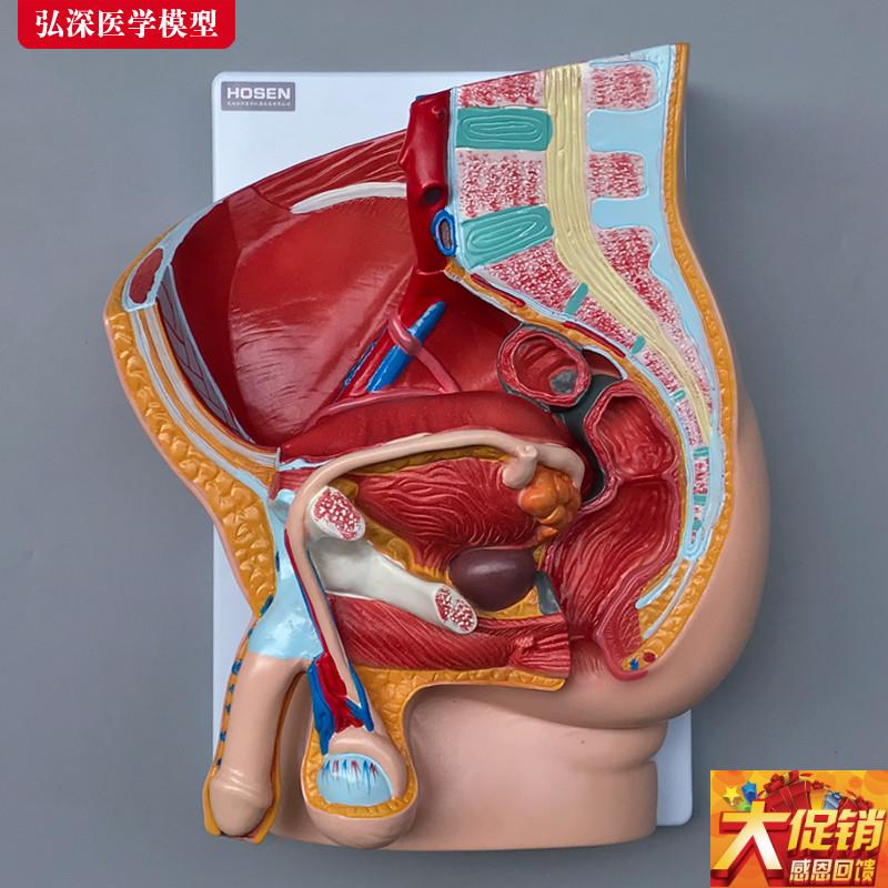 男性生殖系统模型人体矢状解剖面结构造骨K盆腔医学示教学模具玩