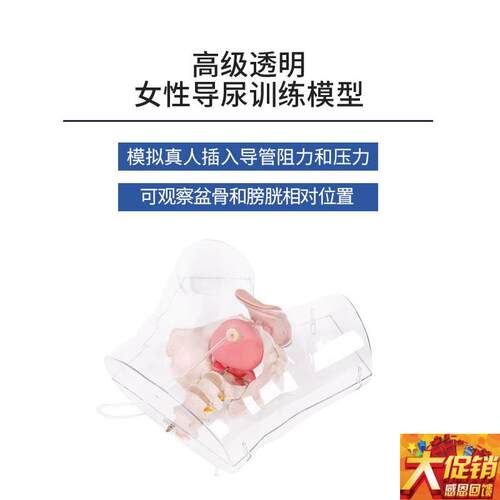 透明女性导f尿练习模型男女性导尿术教具