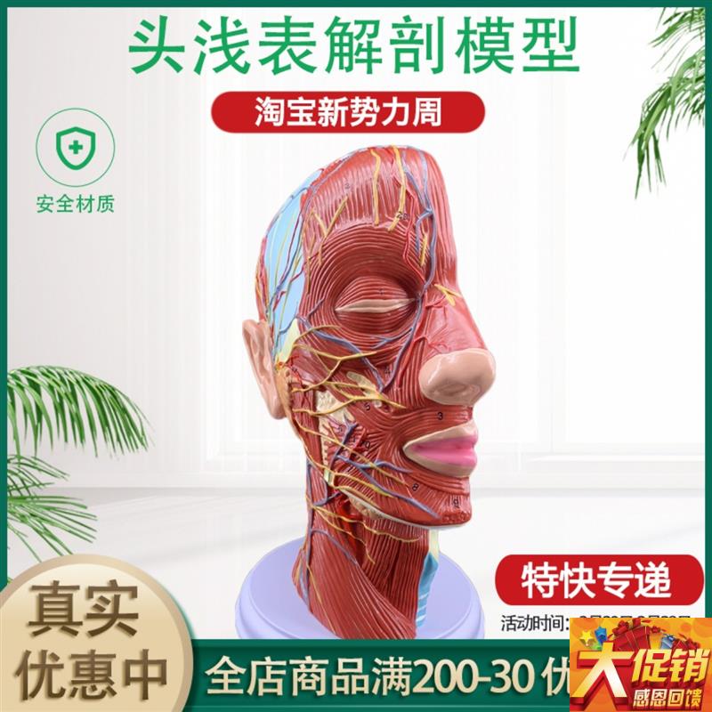 人体头骨带肌肉神经血管模型型 美容面部神经微整X形 医学解剖