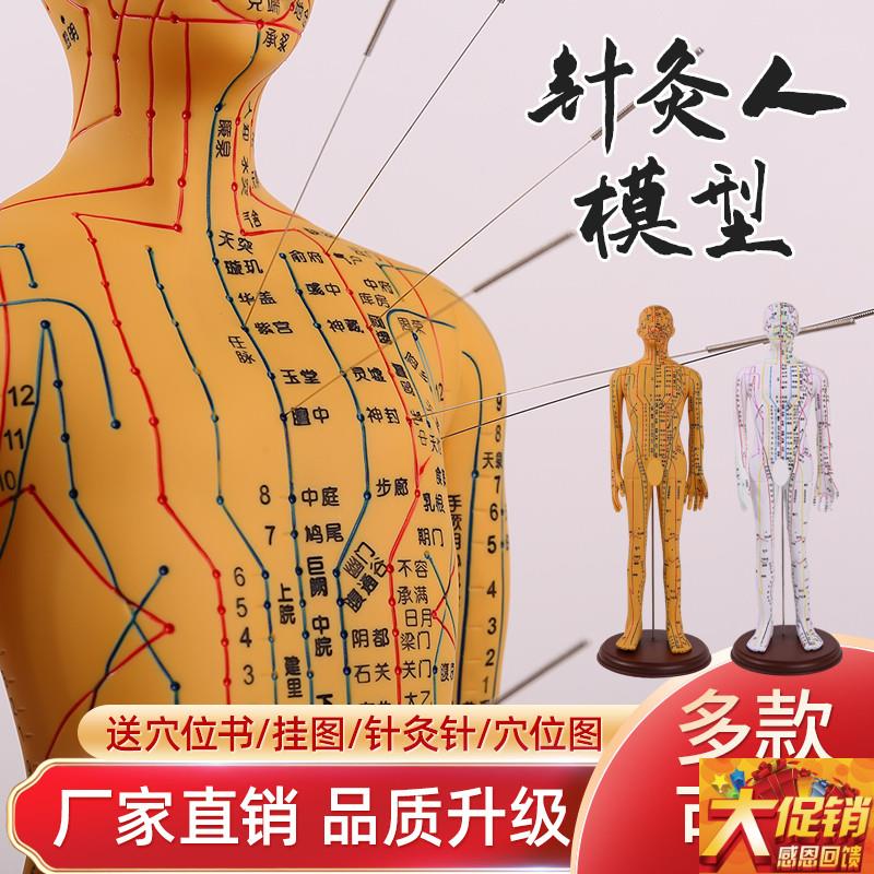 中医针灸穴位模型图全身家用十二C经络人体硅胶模型可扎针小铜皮