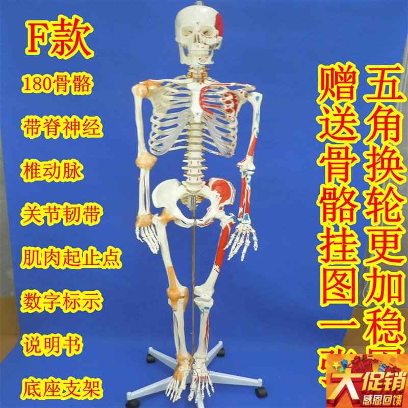 180cm全身人体大骨骼模型女性骨骼标本J模型艺术用成人大骨骼模型