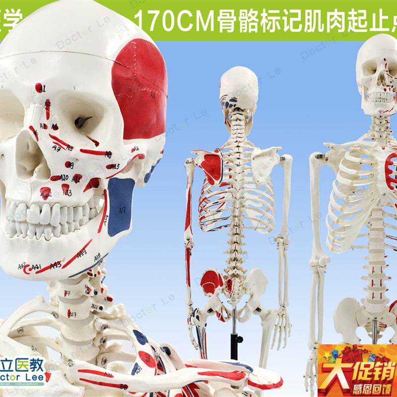 170CM人体骨骼彩色骨架附肌肉起止点着色模型 正U骨健身房瑜伽教