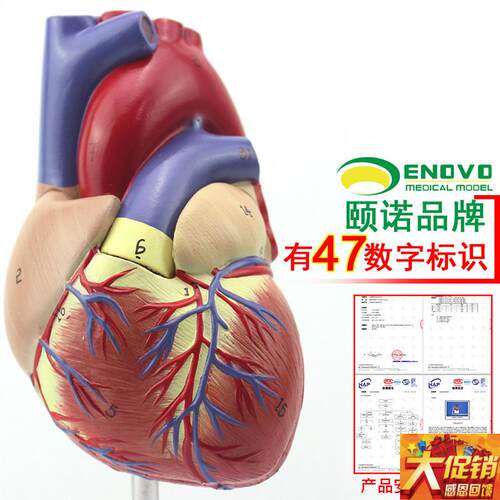 ENOVO颐诺1:1人体心脏模型B超D彩超声医学心内科心脏解剖教学冠状