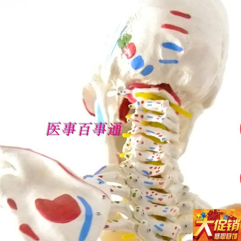 人体骨骼模型带脊柱神经椎间盘、肩、膝关节韧带及肌肉着色.170cm