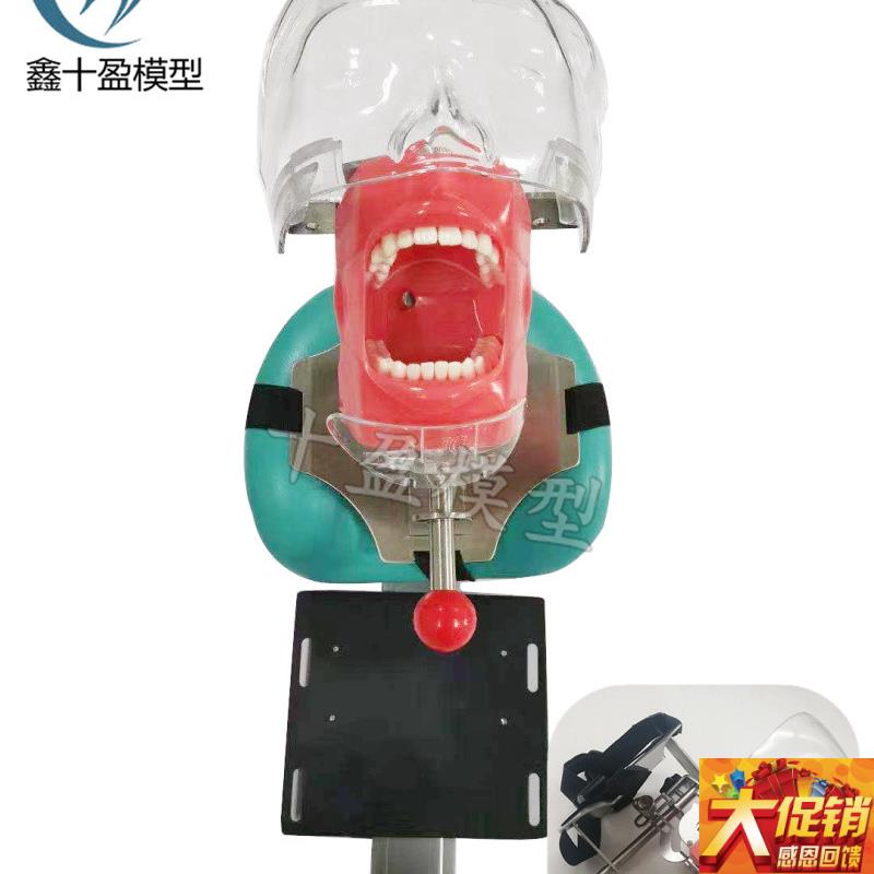 牙科口腔c教学仿真模型简易头模树脂根管牙齿牙粒备牙正畸修复牙