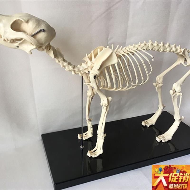 狗骨架模型动物犬骨骼兽医教学教D具犬骨架犬科教学宠物头尾可拆