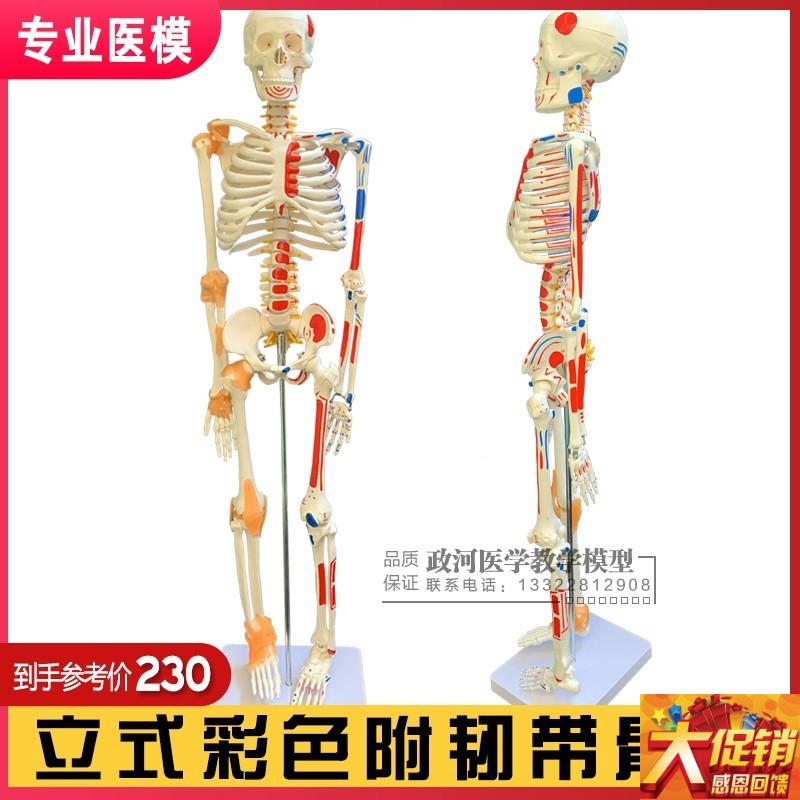 85CM人体骨骼带神经及肌肉着色 韧带模型 脊柱 S神经根 椎间盘医