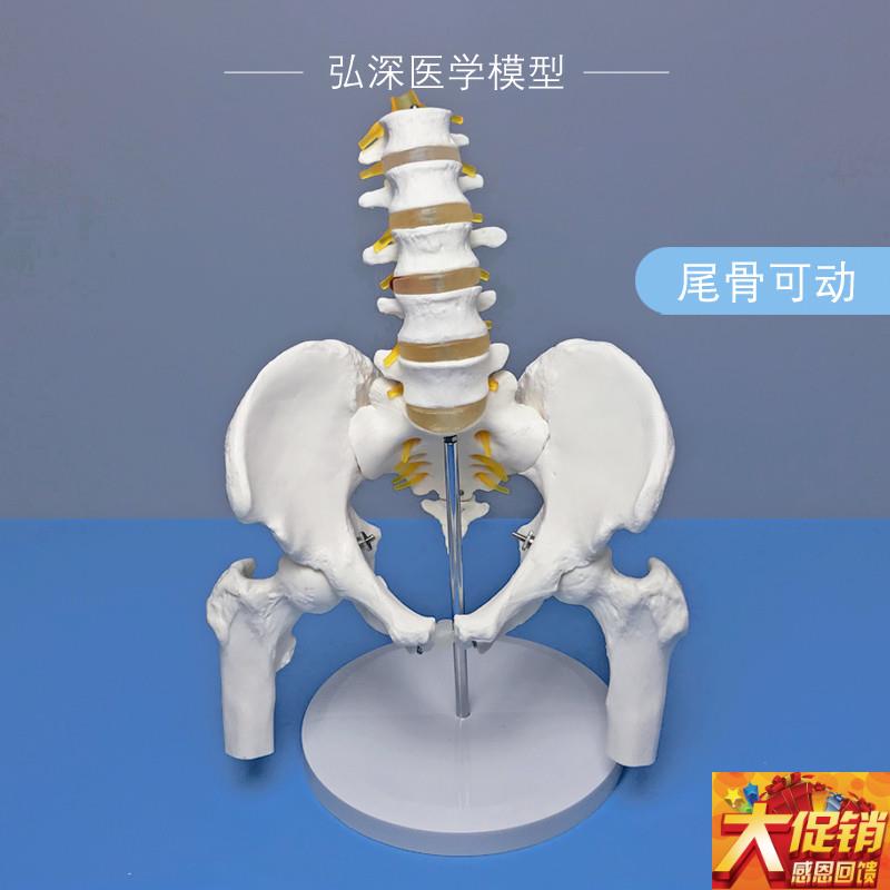 人体骨盆带五f节腰椎模型尾骨骼可活动附股骨盆骨关节神经医学教