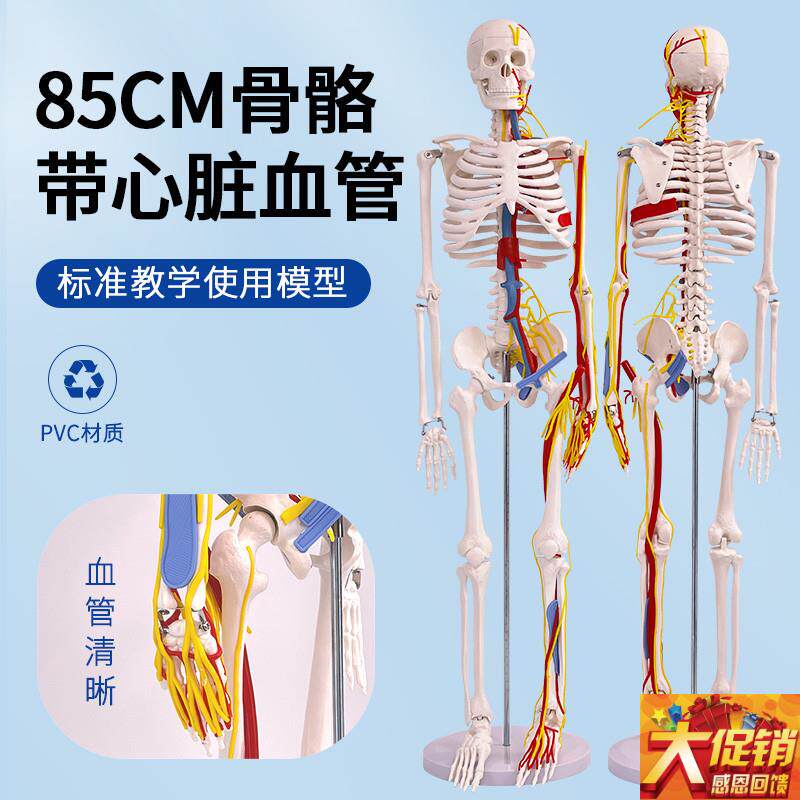 85CM人体骨骼模型带神经血管 骨B架人 骷髅骨模型 血管和神经分布
