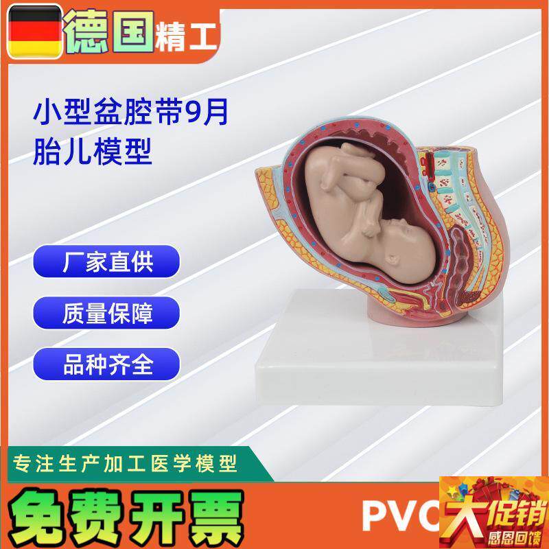 德国】人体f小型盆腔带9月胎儿模型 医学教学器材模具